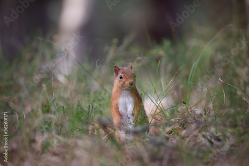 Obraz na płótnie red squirrel, Sciurus vulgaris, close up standing up on forest floor surrounded by heather and grass during spring in scotland. w salonie