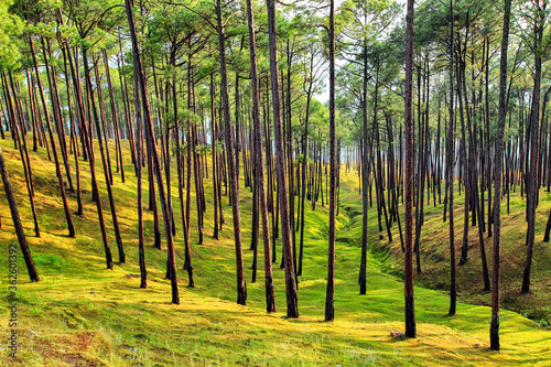 Beautiful view of pine forest at himalaya range  Almora  Ranikhet  Uttarakhand  India.