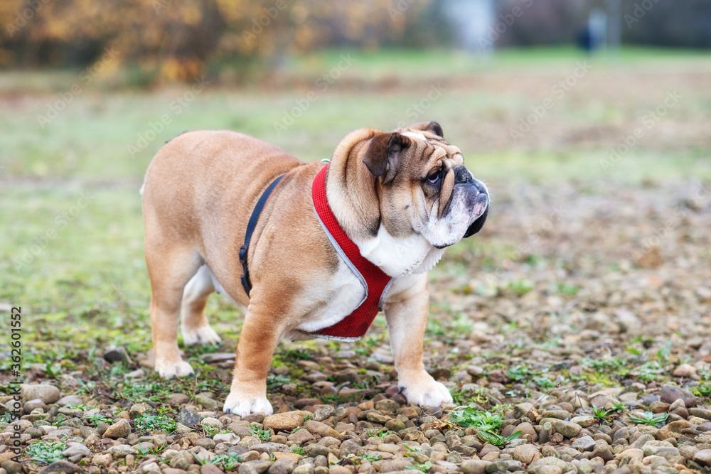 Red English Bulldog Dog out for a walk looking at side in the park