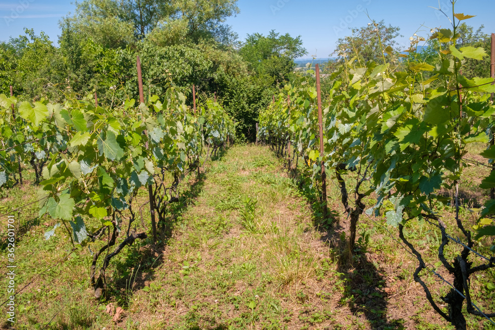 View at vineyard fields in sunny day
