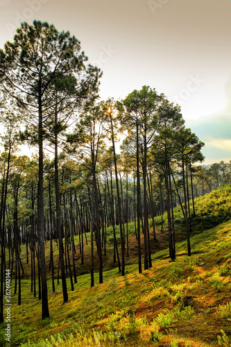 Beautiful view of pine forest at himalaya range, Almora, Ranikhet, Uttarakhand, India. photo