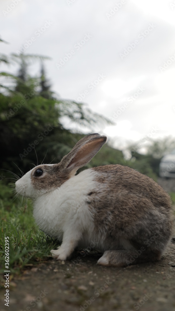 Fototapeta premium rabbit on the ground