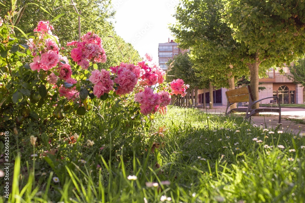 pink flowers on a city tour