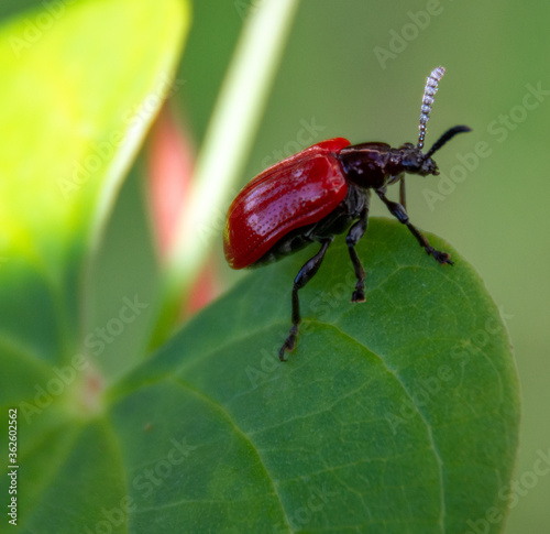 The lily leaf beetle is sticking on big green leaf in forest, macro insect.