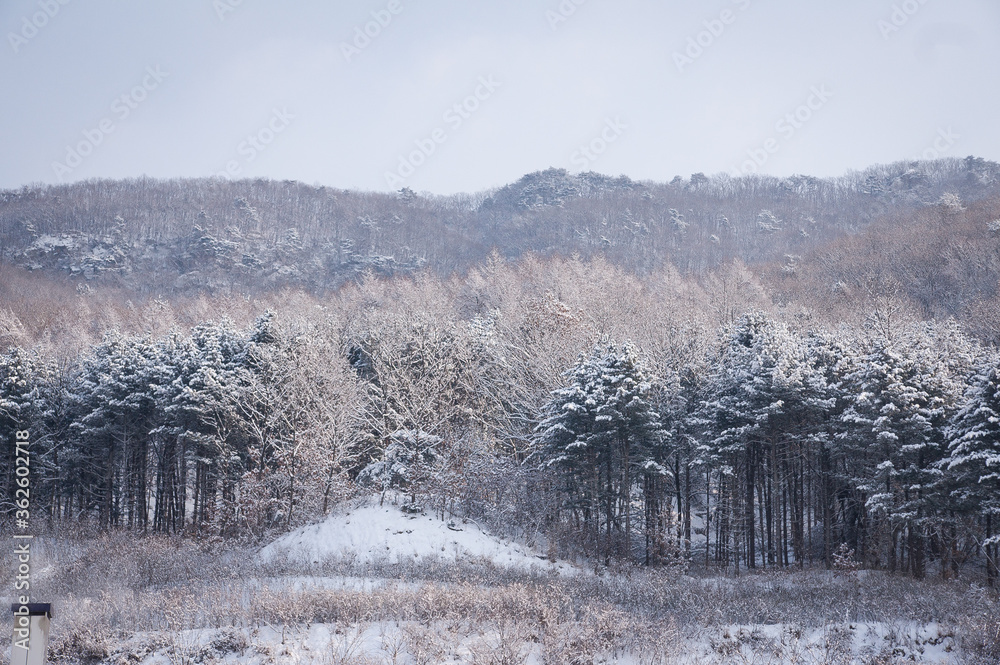 Obraz premium Mountain with snow covered trees