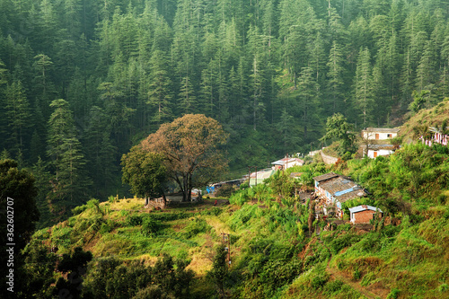 Beautiful view of pine forest at himalaya range, Almora, Ranikhet, Uttarakhand, India. photo