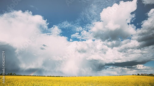 Dramatic Sky With Rain Clouds And Rainbow On Horizon Above Rural Landscape Camola Colza Rapeseed Field. Agricultural And Weather Forecast Concept. Time Lapse, Timelapse, Time-lapse. 4K. photo