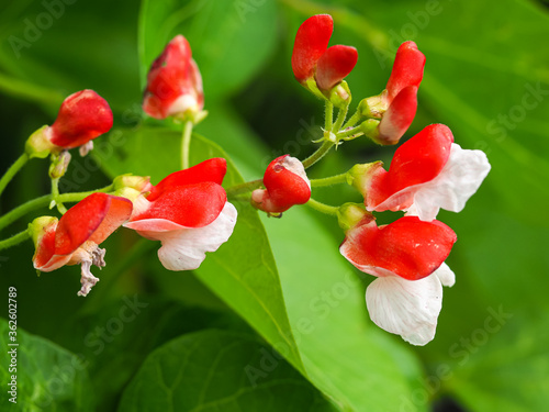 Obraz na płótnie Pretty red and white flowers on a dwarf runner bean plant Hestia