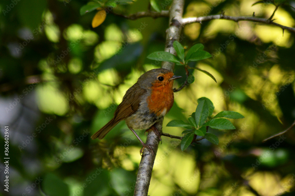 Robin on a branch Robin on a branch