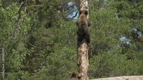 Bear cubs playing with each other and Climbing a big tree | Slowmotion |