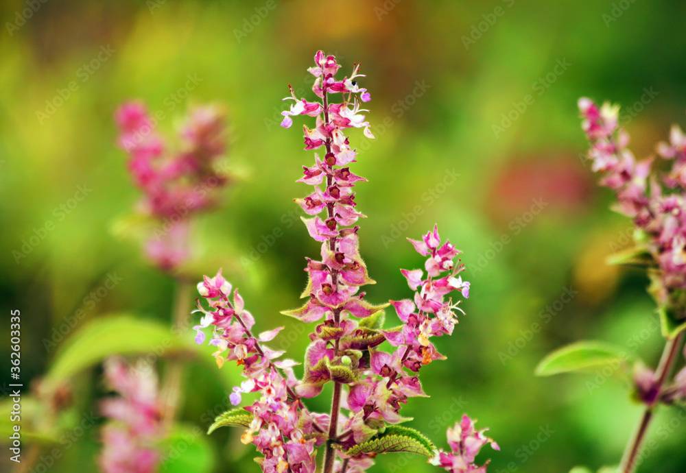 Amazing view of colorful flowering in the garden.