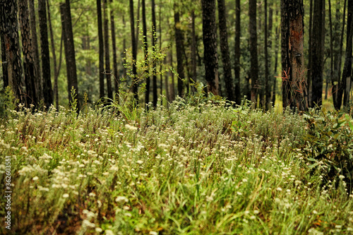 Beautiful view of pine forest at himalaya range, Almora, Ranikhet, Uttarakhand, India.