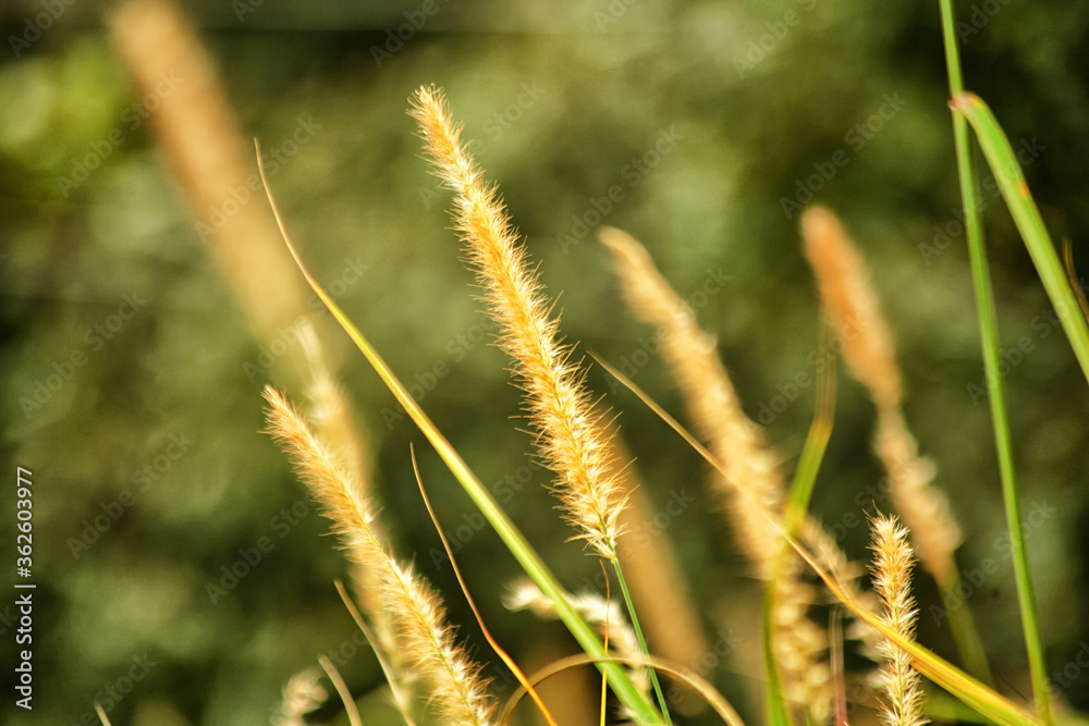 Yellow, Green fresh plants grass closeup for background Yellow, Green fresh plants grass closeup for background