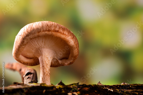Shiitake mushroom growing on tree