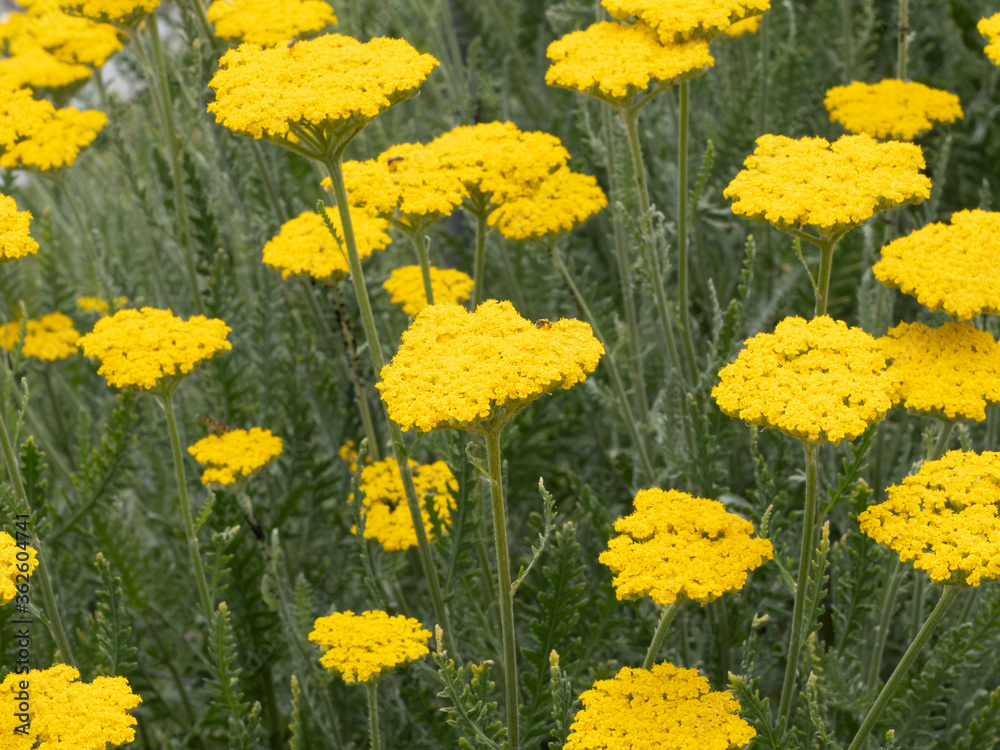Achillea filipendulina | Achillée à feuilles de fougère aux bouquets plats de minuscules corymbes de fleurons jaune or sur tiges cannelées, au feuillage découpé vert clair Achillea filipendulina | Achillée à feuilles de fougère aux bouquets plats de minuscules corymbes de fleurons jaune or sur tiges cannelées, au feuillage découpé vert clair