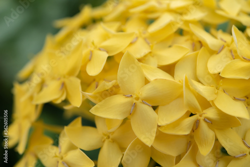 Close up yellow ixora flower.