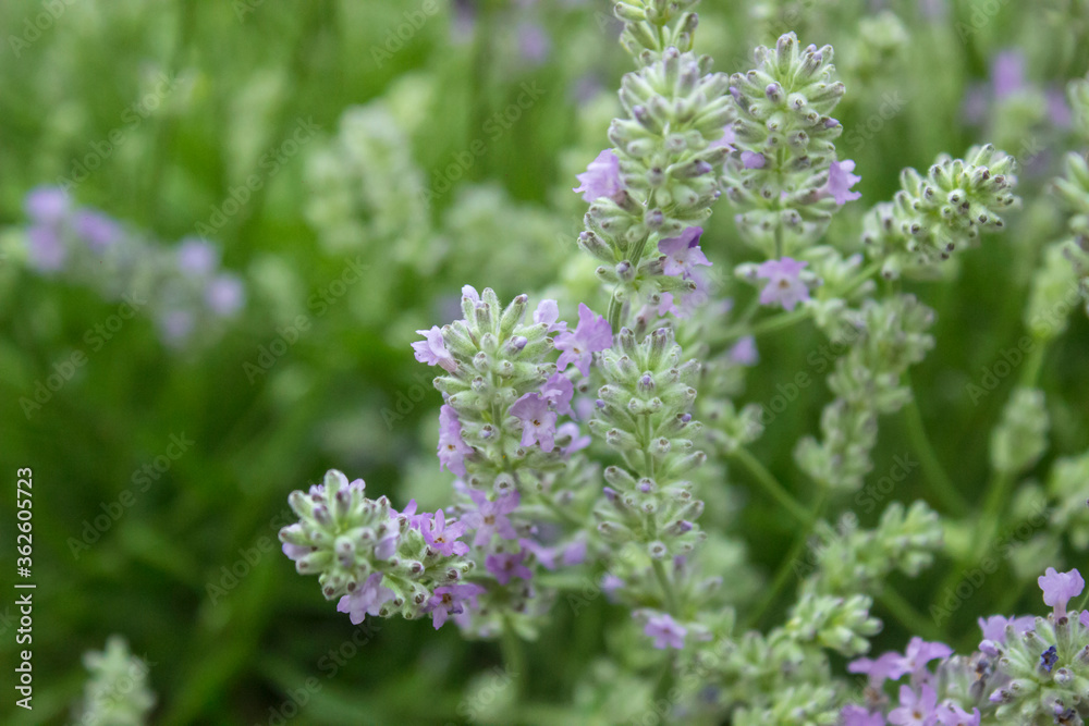 Purple Lavender blossom on green background. Soft focus on lavender flower. Wild violet lavender blooming. Provence nature. Closeup, selective focus, blurred, low key Purple Lavender blossom on green background. Soft focus on lavender flower. Wild violet lavender blooming. Provence nature. Closeup, selective focus, blurred, low key