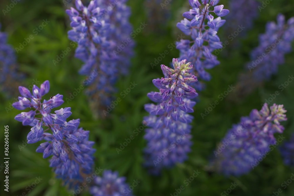 the summer mood. wild flowers in a summer field the summer mood. wild flowers in a summer field