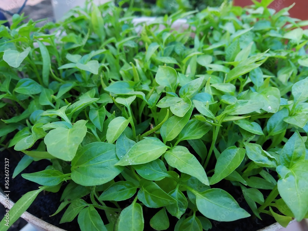 Chili seedlings in pots,Chili seedlings grow in pots, green leaves of chili seedlings. Chili seedlings in pots,Chili seedlings grow in pots, green leaves of chili seedlings.