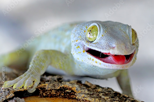 tokay gecko with tongue out on the branch of wood photo