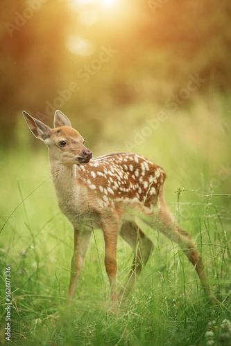 Bambi fawn in the grass in summer on a Sunny day photo