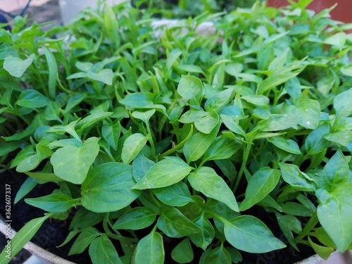 Wallpaper Mural Chili seedlings in pots,Chili seedlings grow in pots, green leaves of chili seedlings. Torontodigital.ca