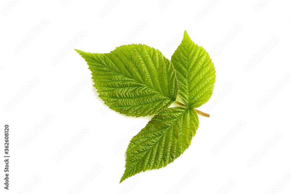 leaf raspberry isolated on a white leaf raspberry isolated on a white