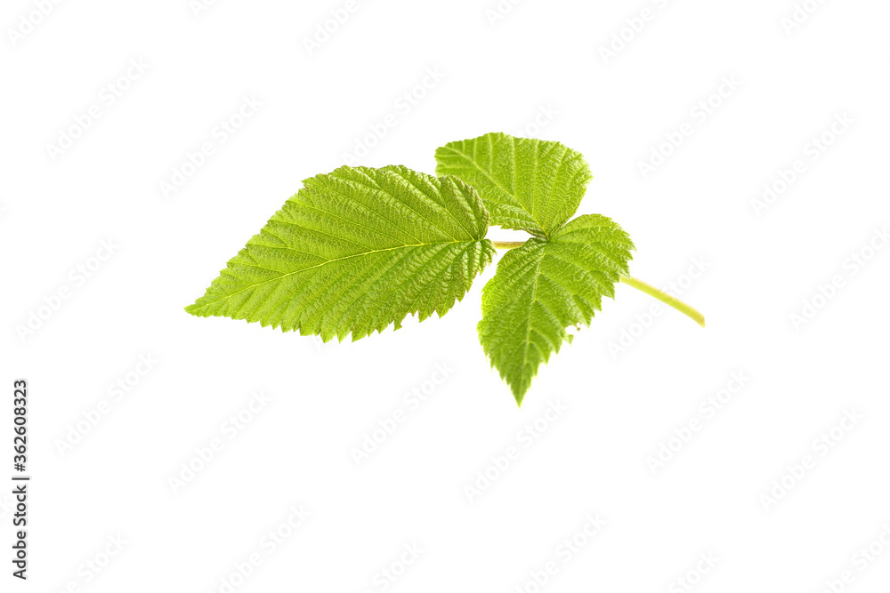 Fototapeta premium leaf raspberry isolated on a white
