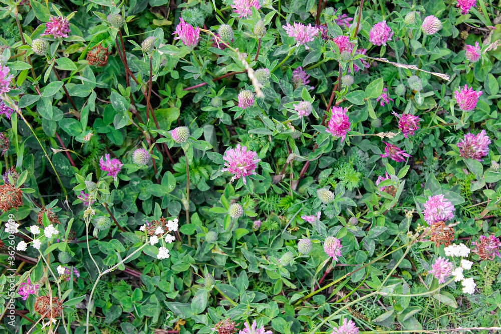Background of blooming pink flowers of clover. Background of blooming pink flowers of clover.