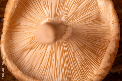Shitake Mushroom on Wood Background