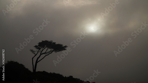Misty ocean and tree landscape on a rainy day at Cape Froward on the Magellan Strait near Punta Arenas in Chile's Patagonia region.
