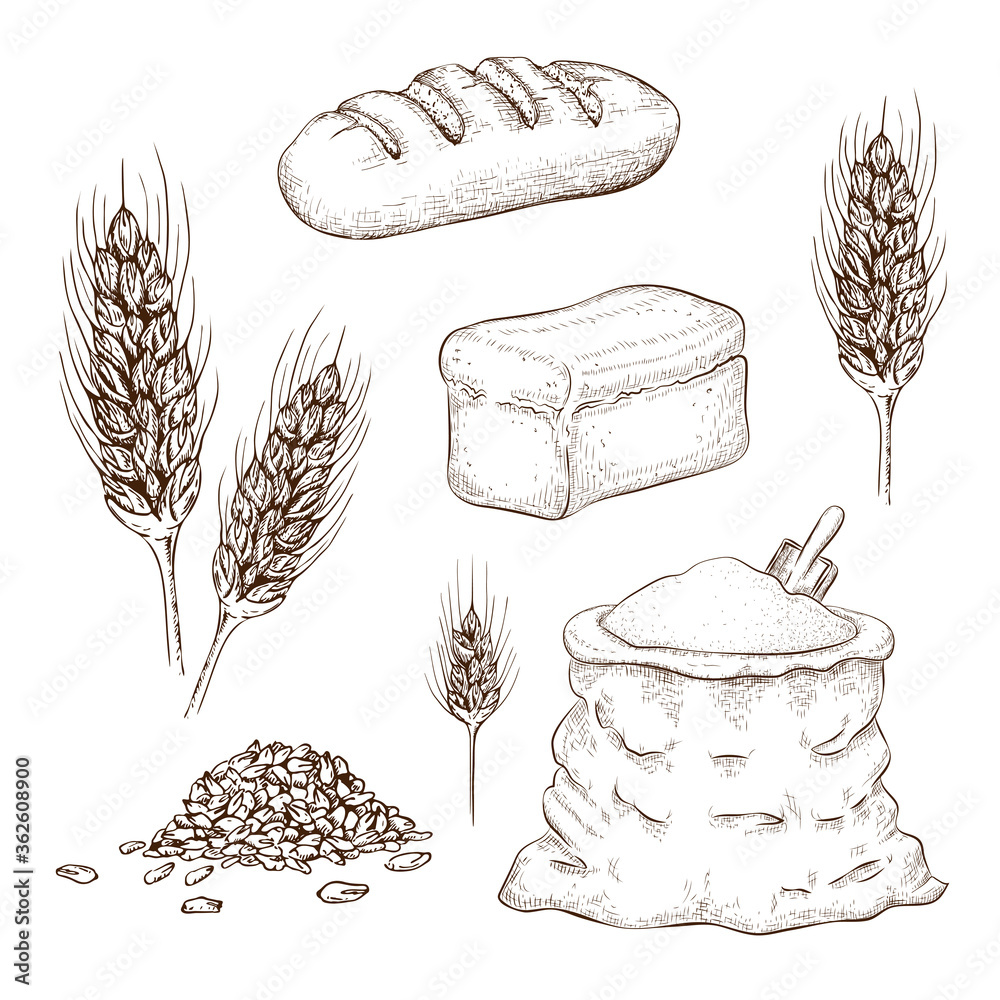 Rice cereal spikelets, grain in sack and porridge in bowl. Vector sketch  illustration. Hand drawn isolated design elements Stock Vector Image & Art  - Alamy