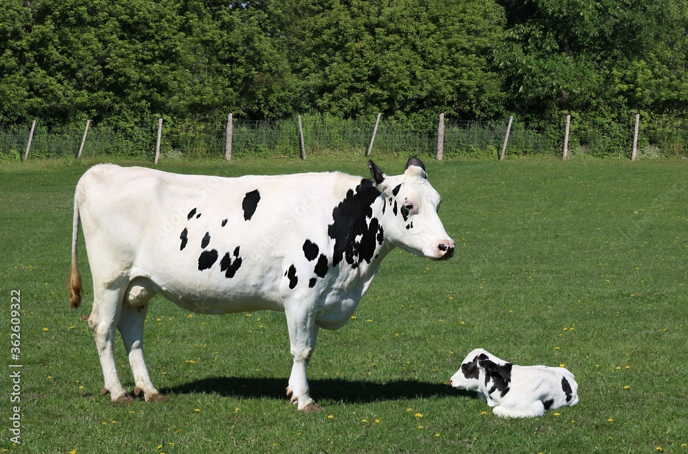 New Holstein cow mother stands proudly over her baby laying beside her New Holstein cow mother stands proudly over her baby laying beside her