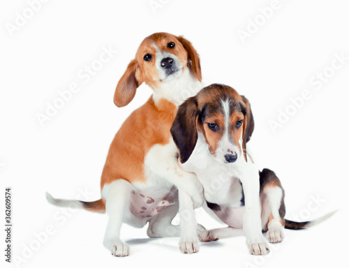 two estonian hound puppies play on a white background © Sofiia