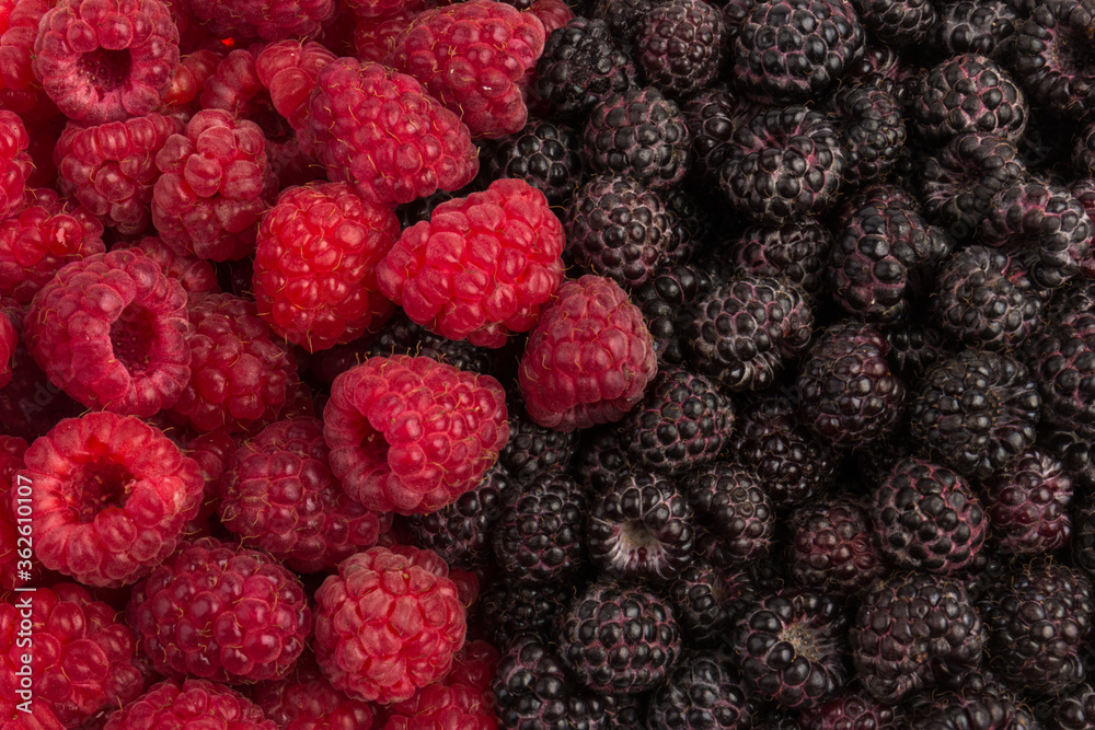 Fresh black and red raspberry isolated on white background. Berry in close-up Fresh black and red raspberry isolated on white background. Berry in close-up
