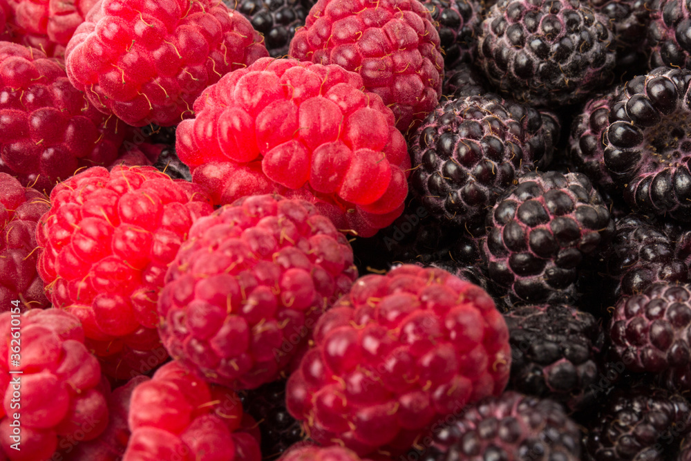 Fresh black and red raspberry isolated on white background. Berry in close-up Fresh black and red raspberry isolated on white background. Berry in close-up