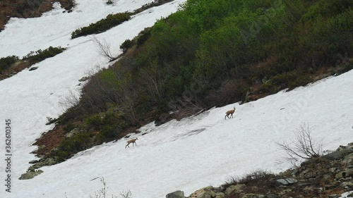 Alpine landscape. Mountain goats - Chamois slowly climb up a snowy slope. Spring is coming in the mountains. Animals in the wild.