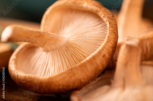 Shitake Mushroom on Wood Background