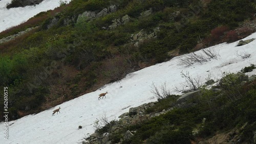 Mountain chamois slowly walks to the snow-covered slope of the mountain in the highlands of the Caucasus. Animals in the mountains.
