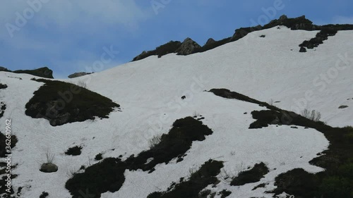 Alpine landscape. A huge brown bear is slowly walking along the snowy slope. Spring is coming in the mountains. Animals in the wild.