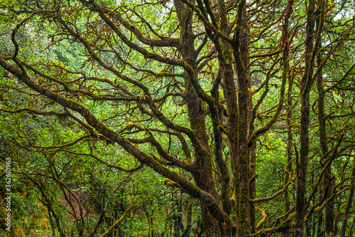 Evergreen tropical rainforest where trees covered with moss in Binsar, Uttrakhand, india