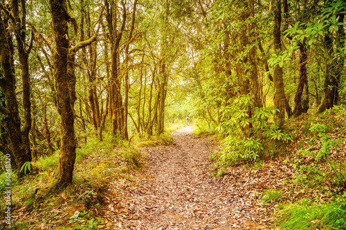 Evergreen tropical rainforest where trees covered with moss in Binsar, Uttrakhand, india