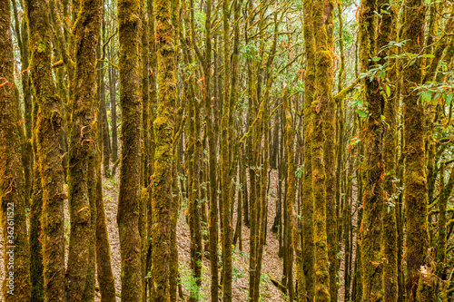 Evergreen tropical rainforest where trees covered with moss in Binsar, Uttrakhand, india