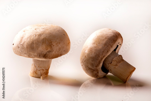 Champignon mushroom. Three beautiful mushroom isolated on white background.