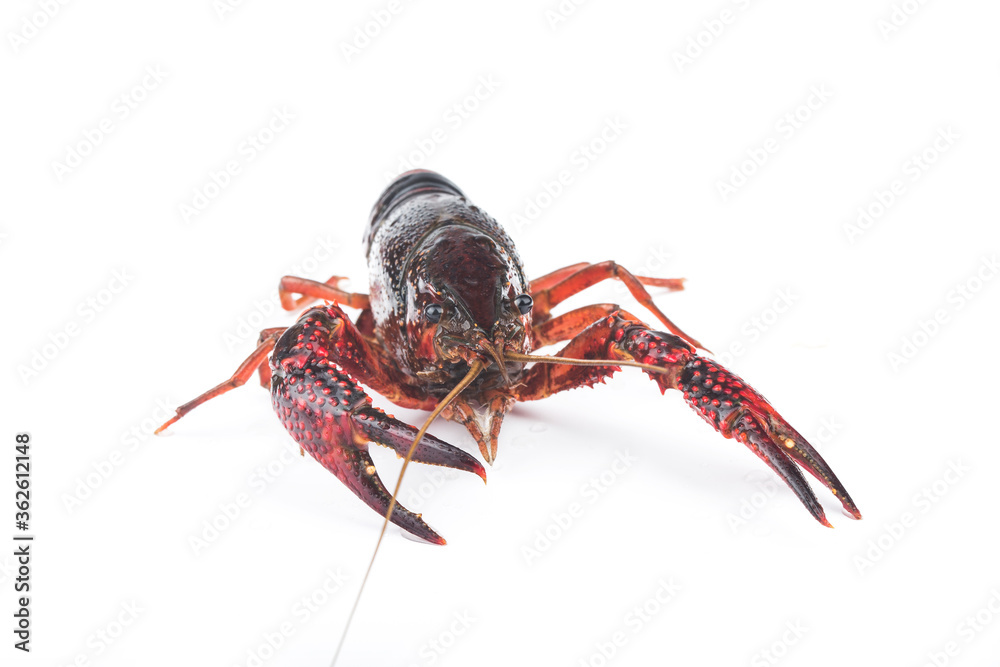 Fresh crayfish on white background Fresh crayfish on white background