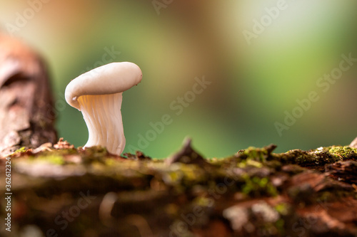 Shimeji Mushroom on Wood Background 