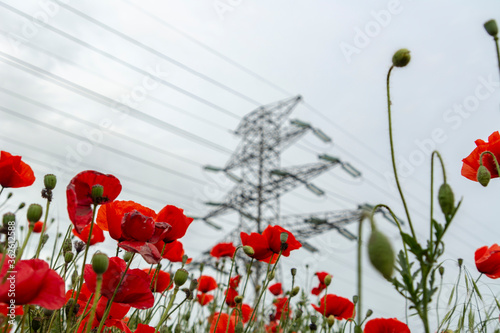 Field of bright red poppies and wheat on a sunny day. High voltage power lines in the background