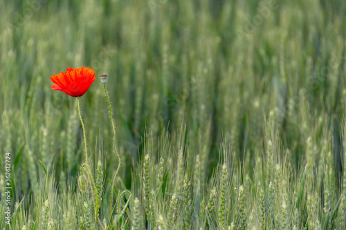 Field of bright red poppies and wheat on a sunny day.
