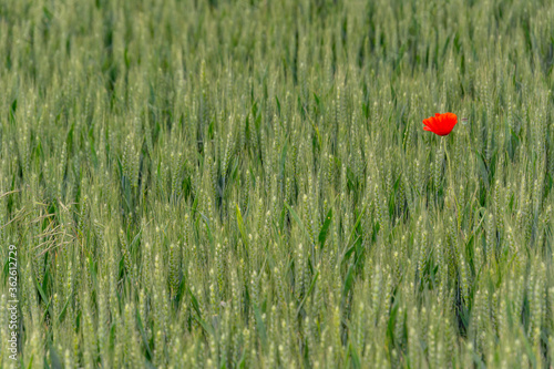 Field of bright red poppy and wheat on a sunny day