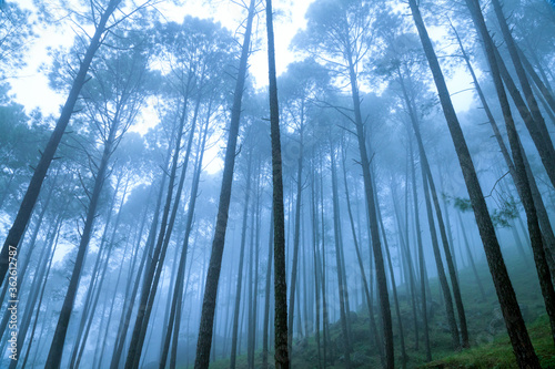 Beautiful view of Foggy pine forest at himalaya range, Almora, Ranikhet, Uttarakhand, India. photo